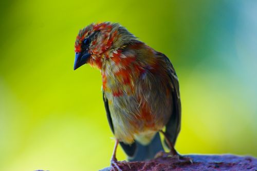 bird seychelles close-up