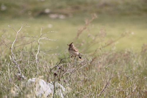 bird animal grass