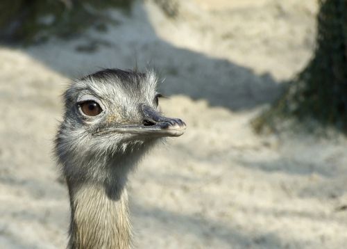 bird ostrich zoo