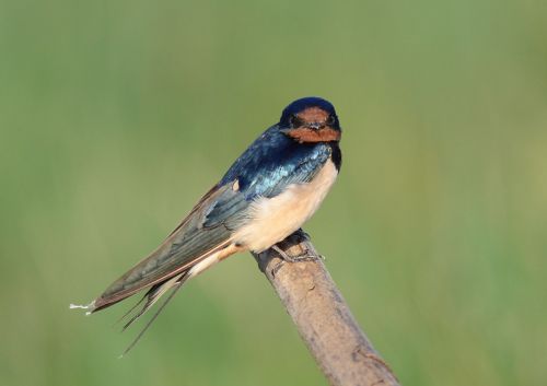 bird small nature