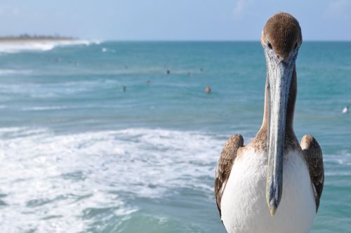 bird water ocean