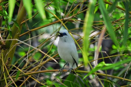 bird white nature