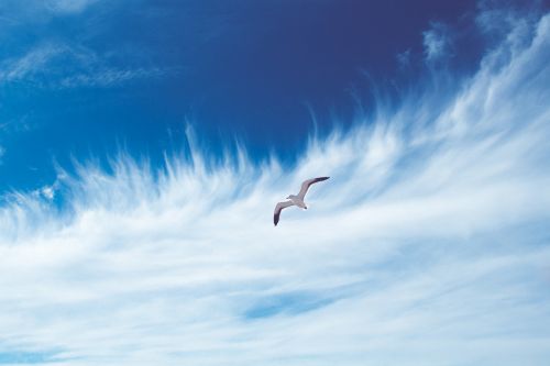 bird seagull sky