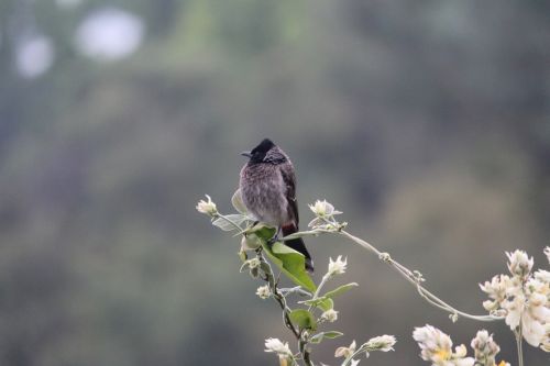 bird branch flower