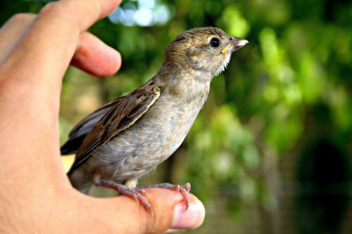 bird animal hand