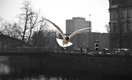 bird the seagull contrast