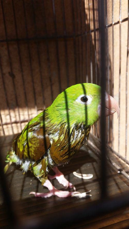 bird parakeet green