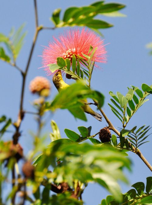 bird flowers nature