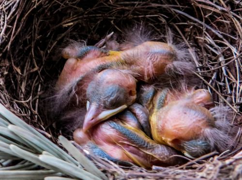 bird blackbird blackbird nest