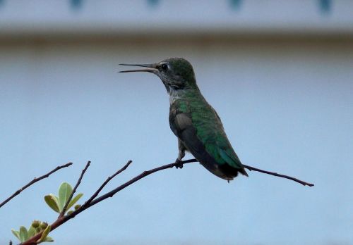 bird beak branch