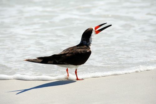 bird gull sand