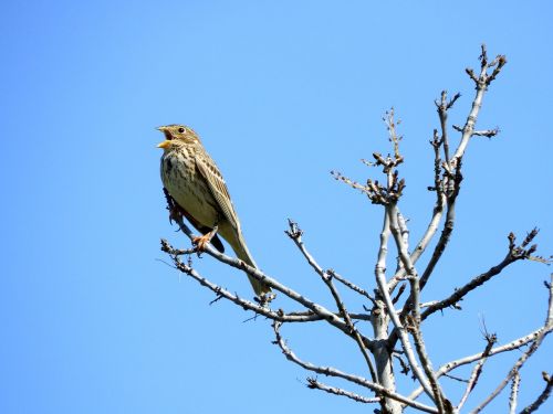 bird sparrow tree