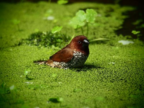 bird water duckweed