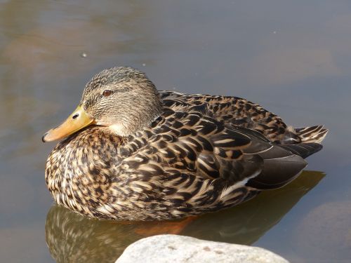 bird and water