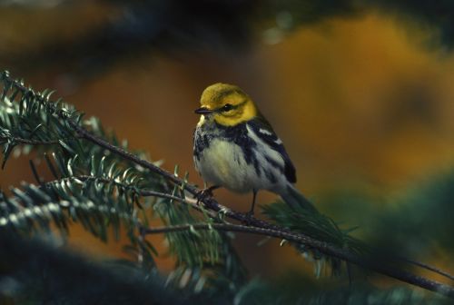 bird warbler female