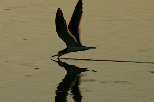 bird flying water