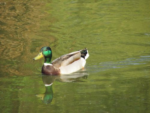 bird nature animal