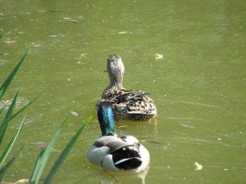 bird nature animal