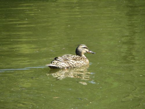 bird nature animal