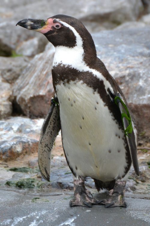 bird animal penguin