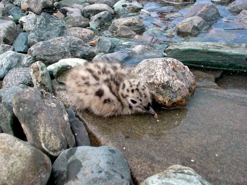 bird baby seagull