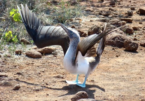 bird blue-footed booby