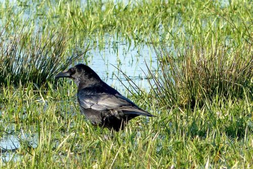 bird crow raven bird