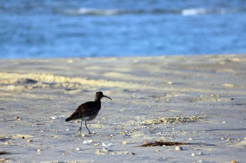 bird sea nature