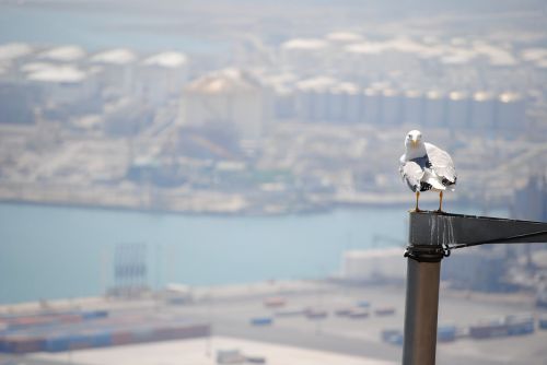 bird barcelona port seagull