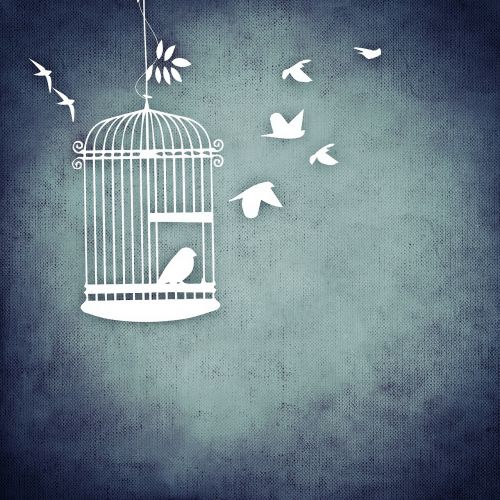 bird cage aviary