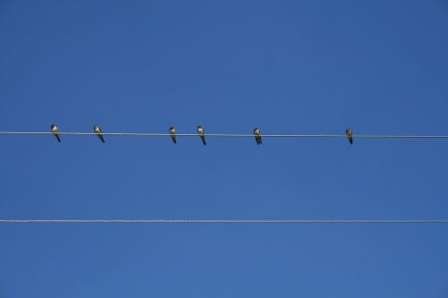 bird sky wire