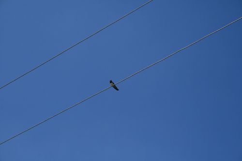 bird sky wire