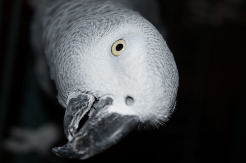 bird parrot gray of gabon