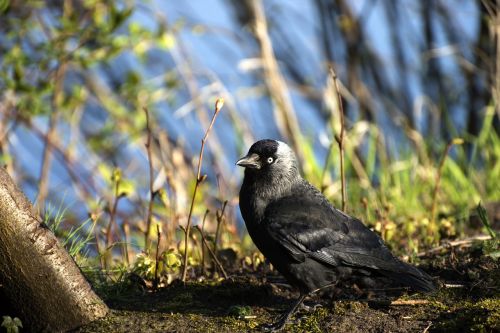 bird raven jackdaw