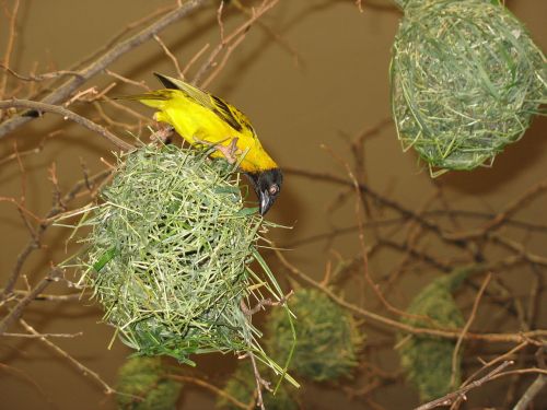 bird bird's nest bird builds nest