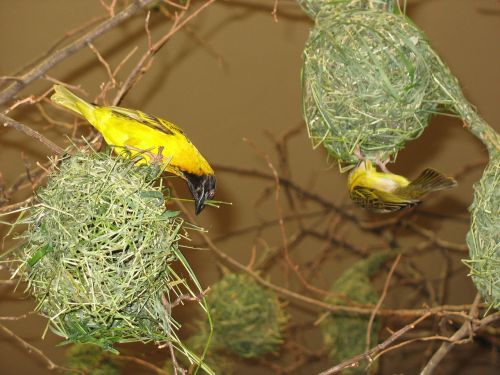 bird birds bird's nest