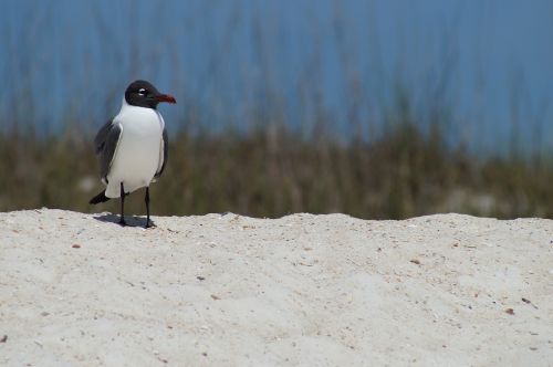 bird beach sea