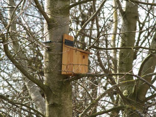 bird bird box nature