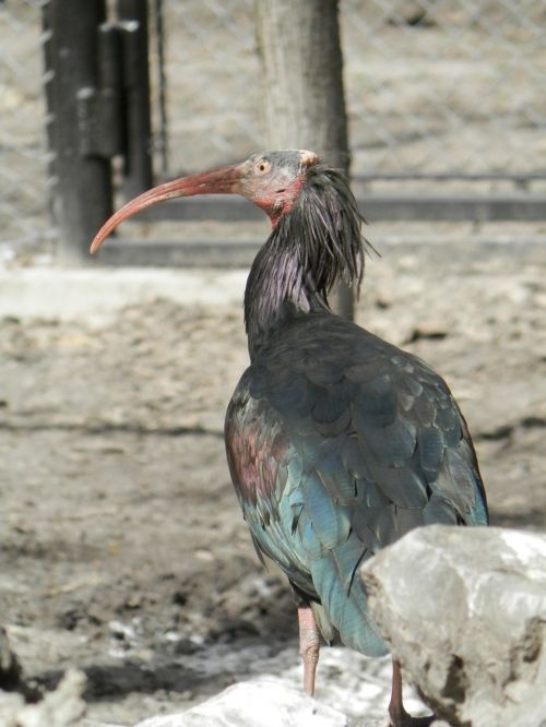 bird zoo beak