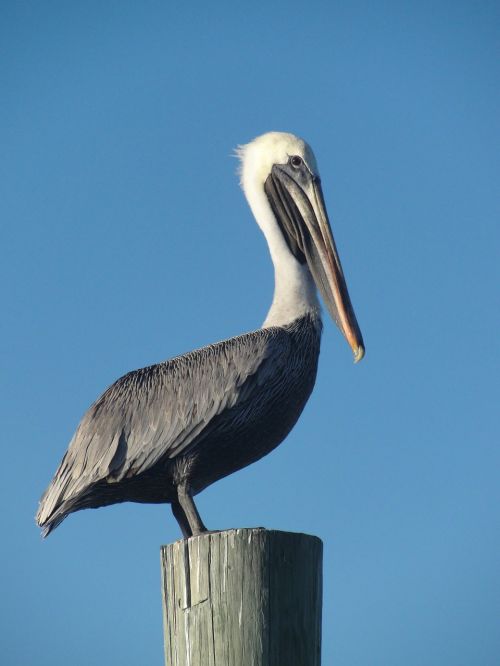 bird pelican fence