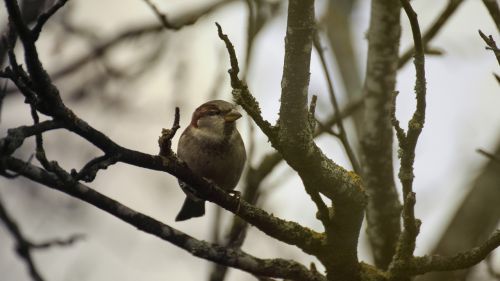 bird house sparrow sparrow
