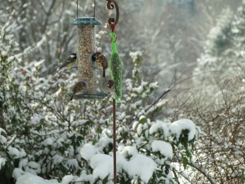 bird tit sparrows