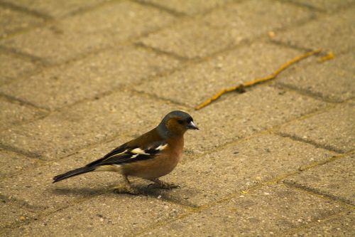 bird songbird chaffinch