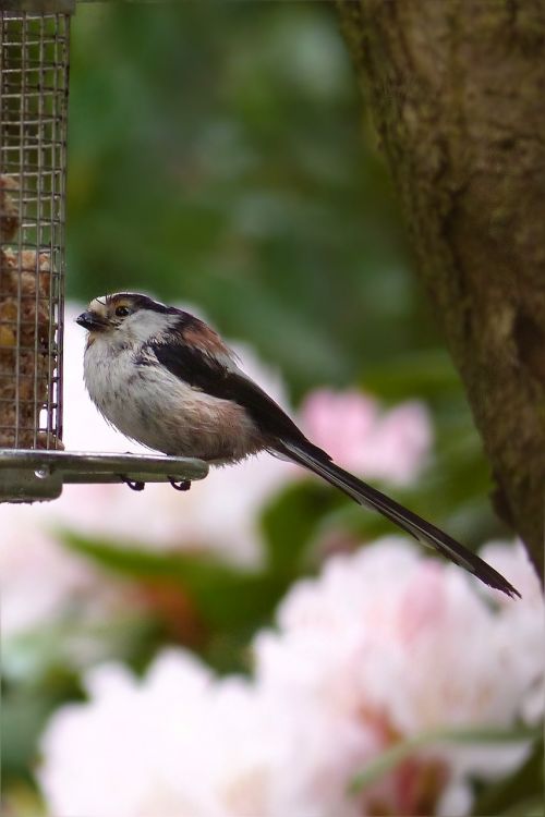 bird long tailed tit young
