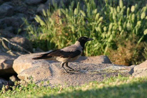 bird crow raven