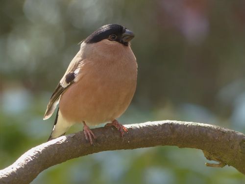 bird bullfinch female