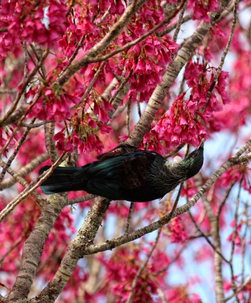 bird blossoms tui