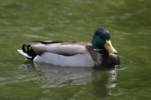 bird duck mallard