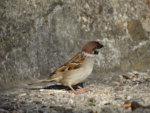 bird fauna the sparrow