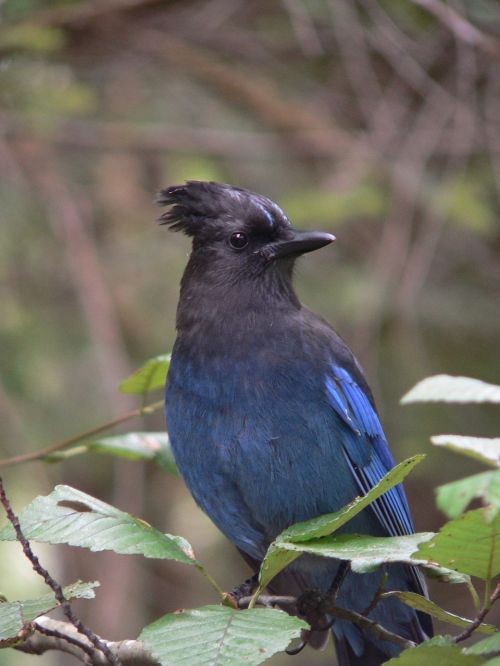 bird blue jay canada